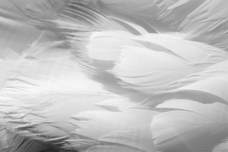 Перо на белом фоне