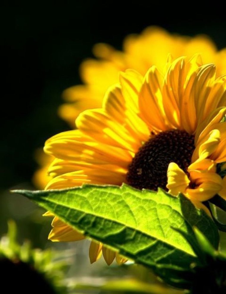 Черно желтая расцветка