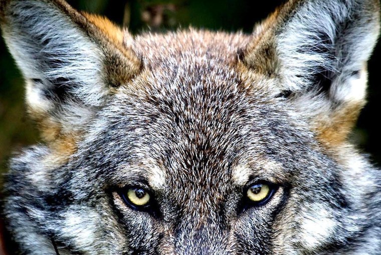 Волчий взгляд