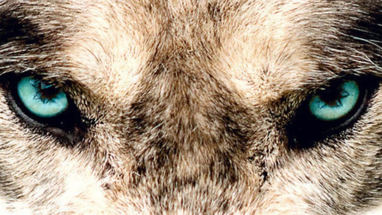 Звериный взгляд у человека