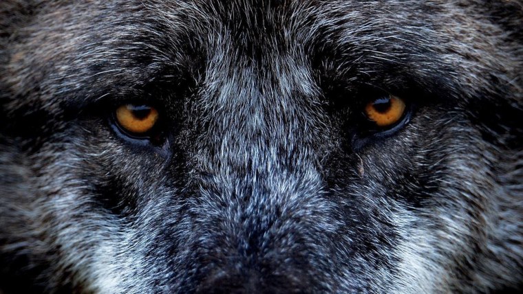 Гетерохромия у Волков