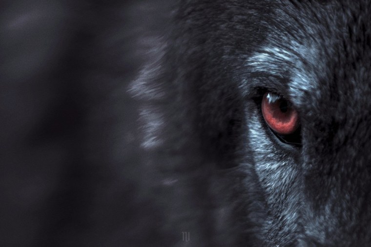 Голубоглазый волк