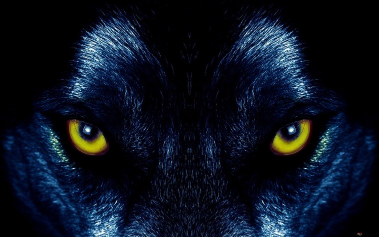 Гетерохромия глаз у хаски