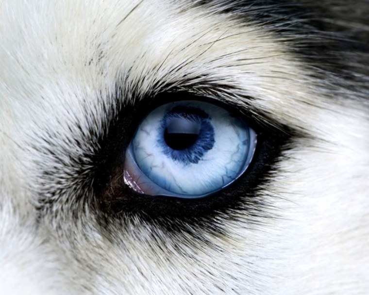 Глаза хаски