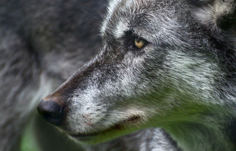 Взгляд волка