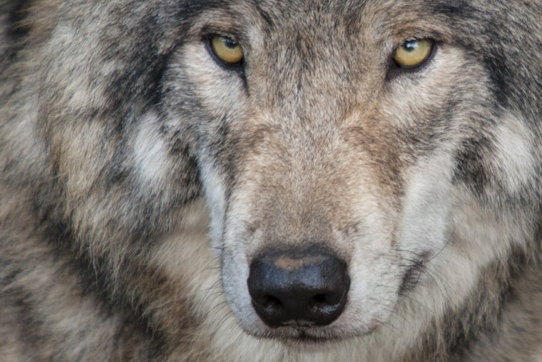 Морда волка крупным планом