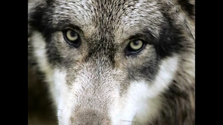 Волчьи глаза человеческие