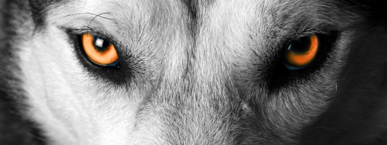Глаз волка