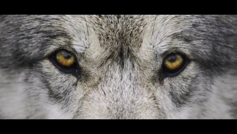 Взгляд волка
