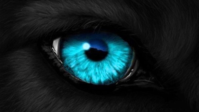 Цвет глаз волка