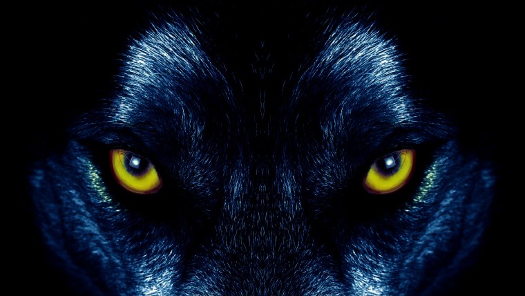 Пол Уинтер Волчьи глаза