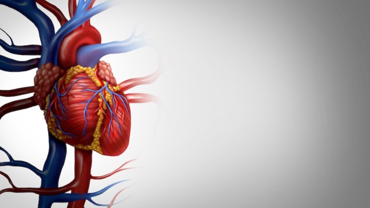 Анатомия фон