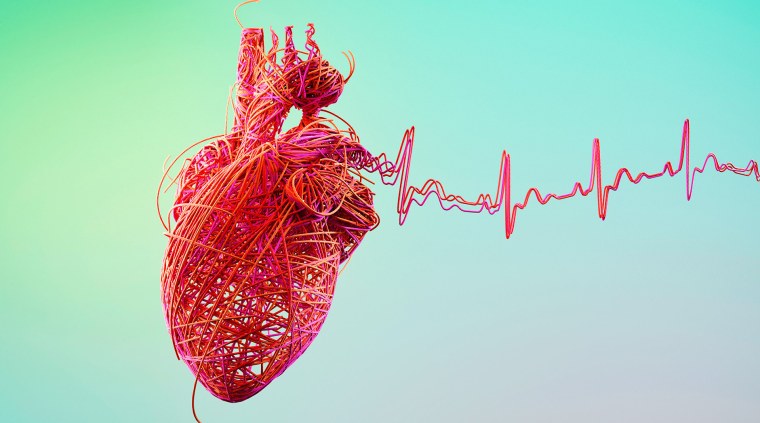 Клетки сердца человека