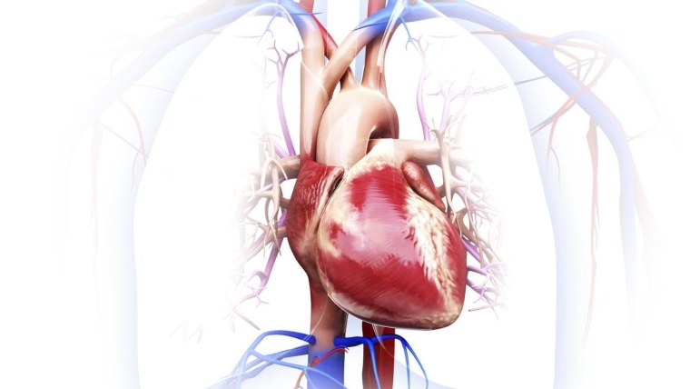 Человеческое сердце настоящее