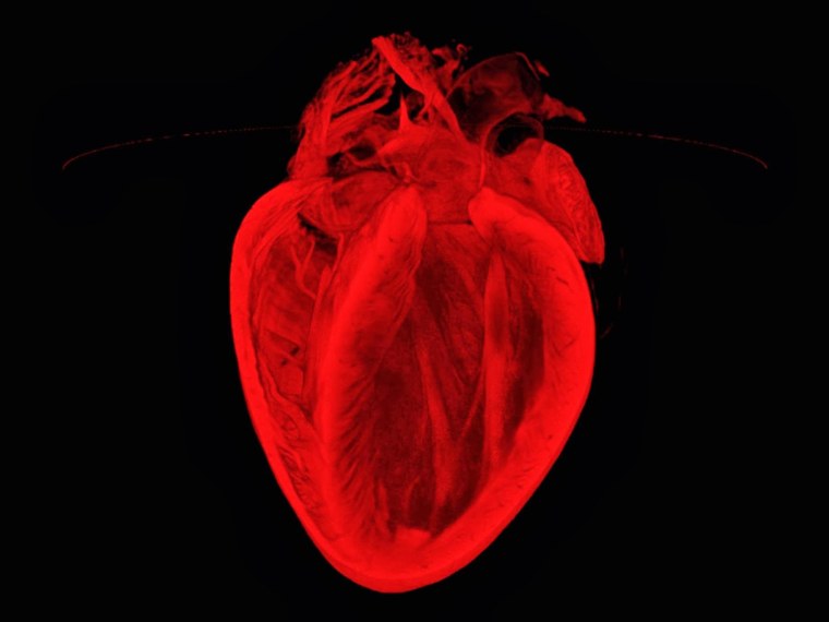 Анатомическое сердце Минимализм
