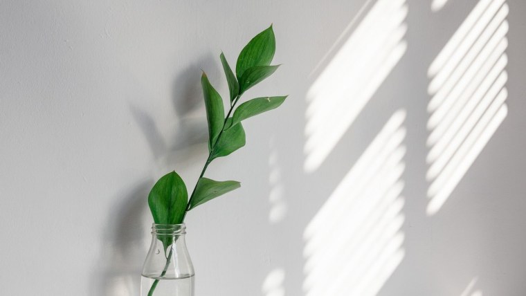 Зелень Минимализм