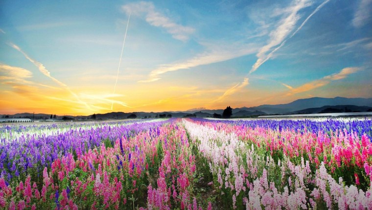 Красивое поле с цветами