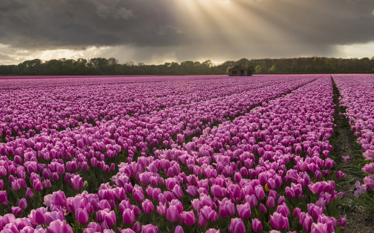 Огромное поле цветов