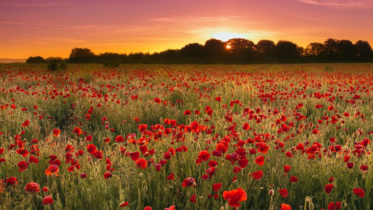 Цветочное поле