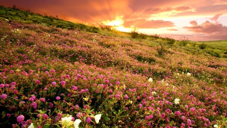 Цветочное поле