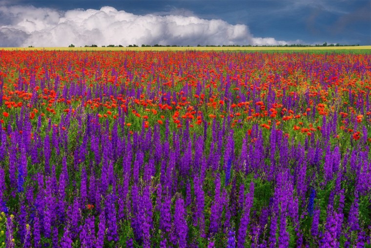 Маковые поля в Испании