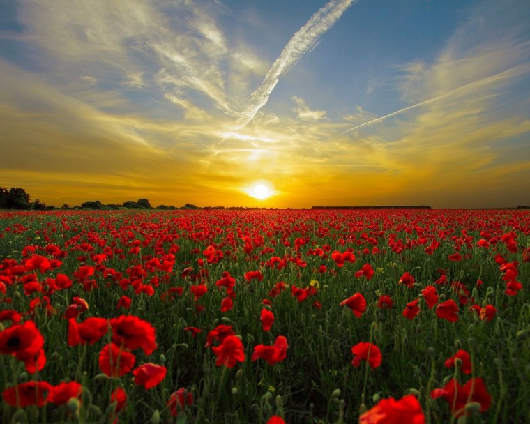 Поле тюльпанов