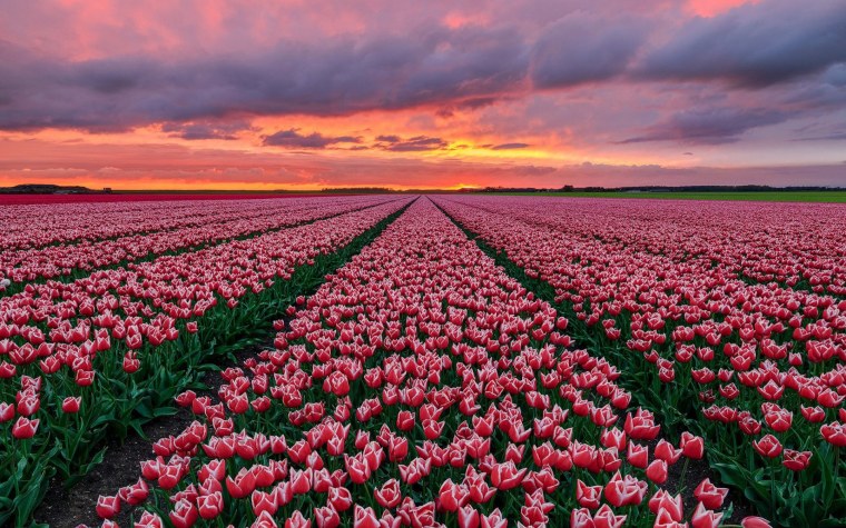 Нидерланды тюльпановые поля