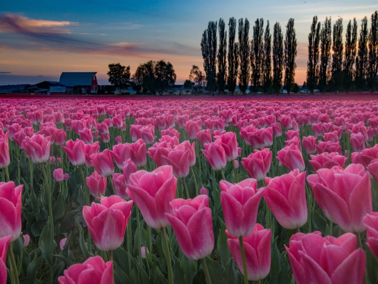 Цветущие поля