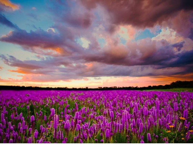 Цветы в горах