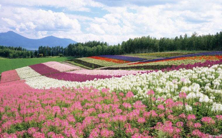 Луговые цветы