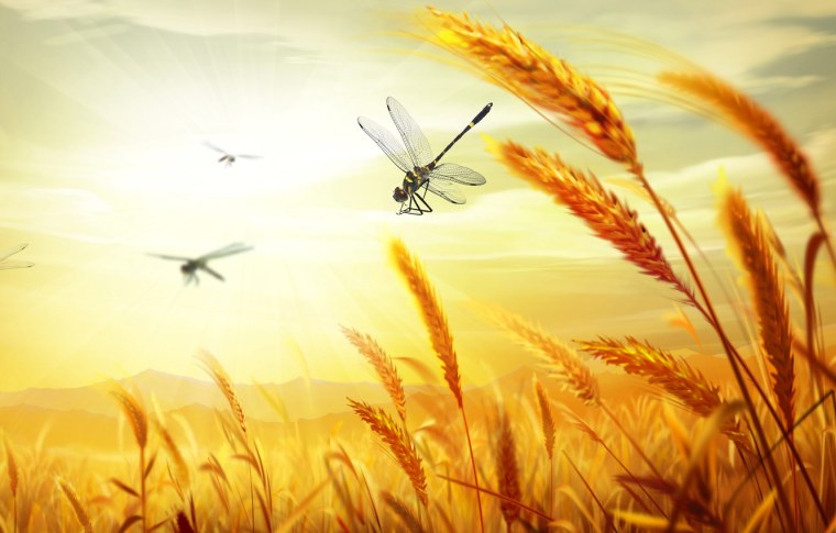 Розовые цветы