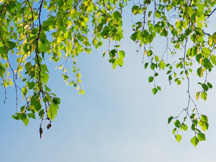 Голубые цветы на белом фоне