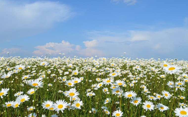 Ромашки небо солнце