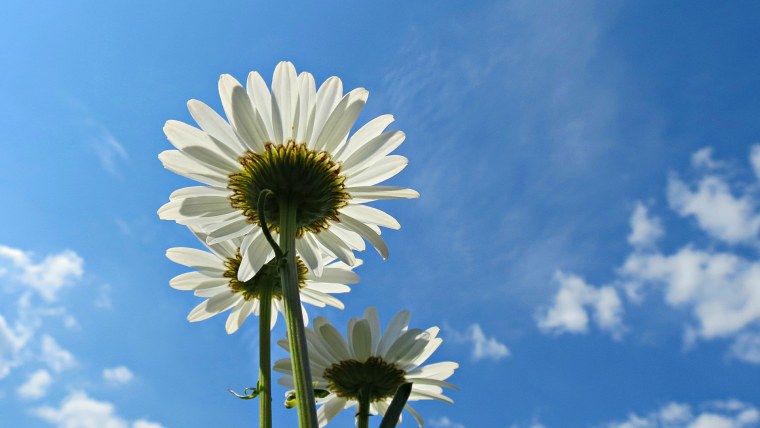 Ромашки на фоне неба