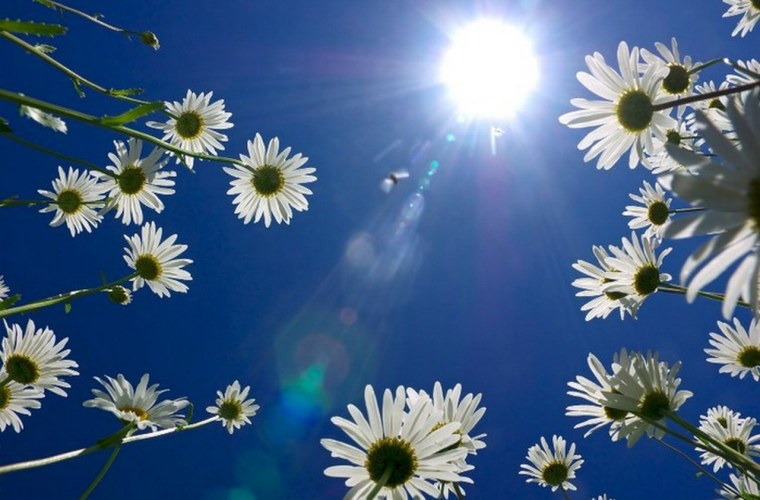 Ромашки на фоне неба