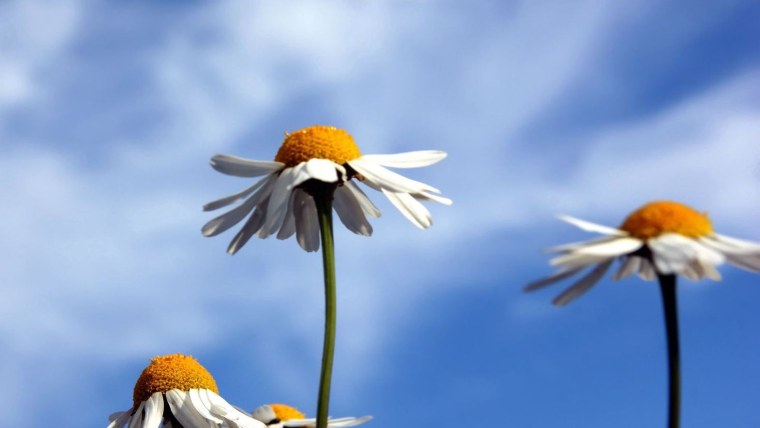 Ромашки и небо