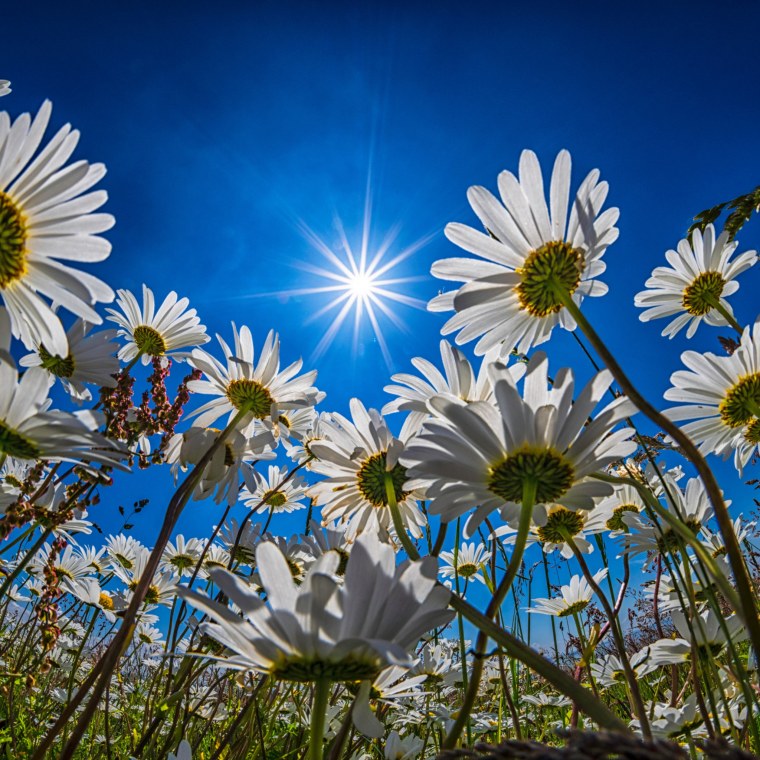 Ромашковое поле Каменск Уральский