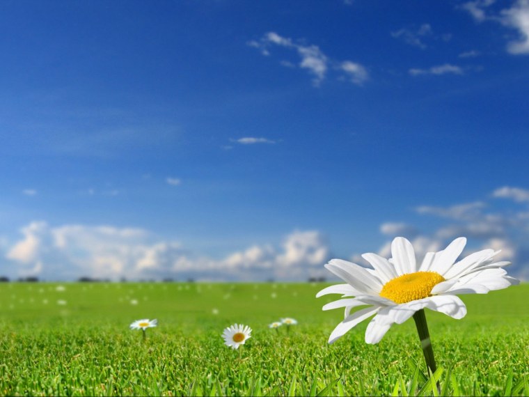 Ромашки на фоне синего неба