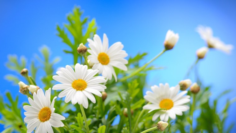 Ромашки на фоне голубого неба