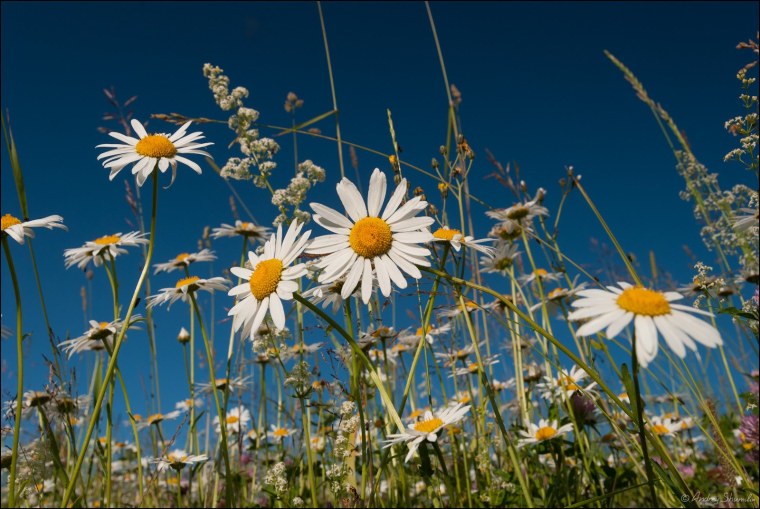 Ромашки фото