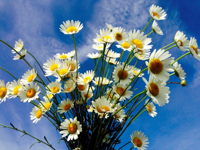 Радуга над ромашковым полем