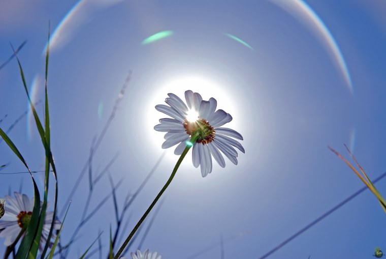 Ромашки на фоне голубого неба