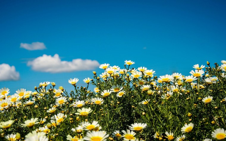 Облака небо поле цветы