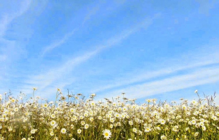 Ромашки и небо