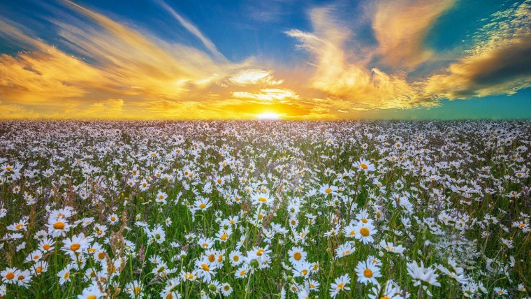 Луг с ромашками