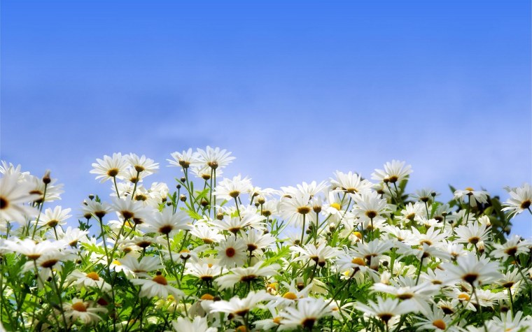Летний фон с ромашками