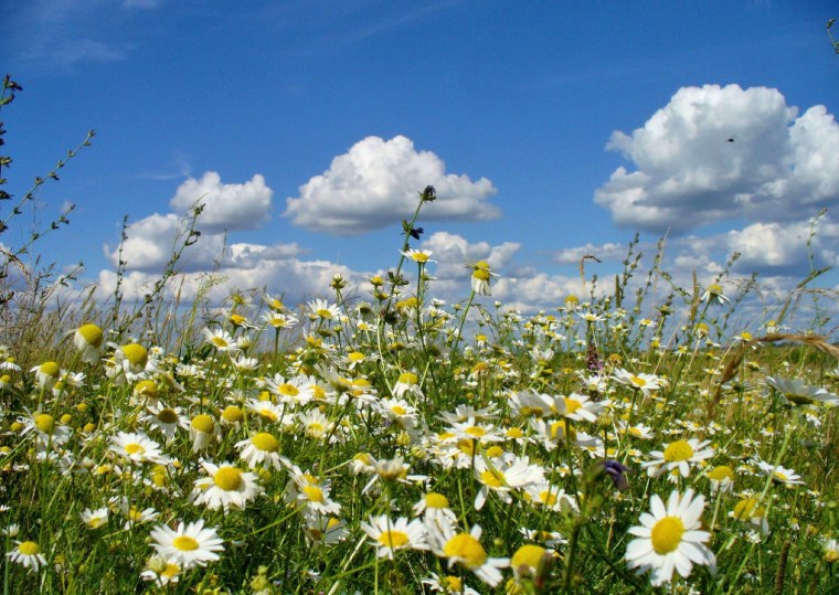Ромашки и небо