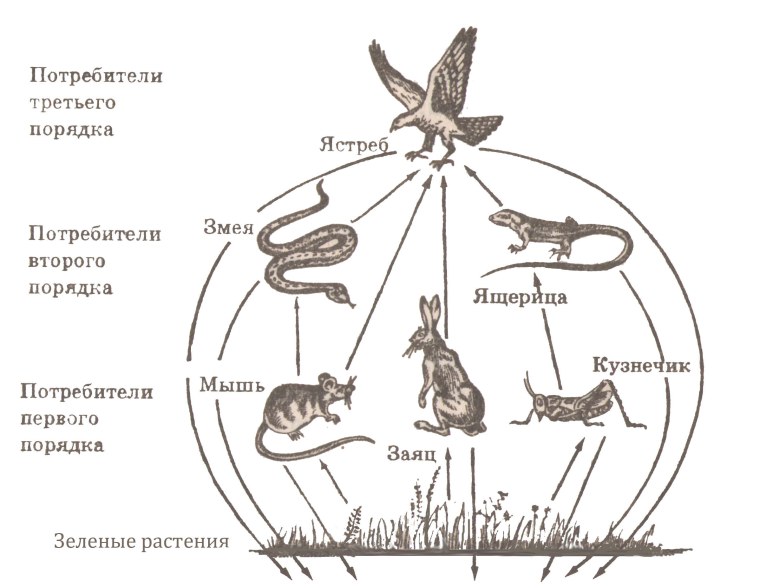 Биология схема пищевой цепи