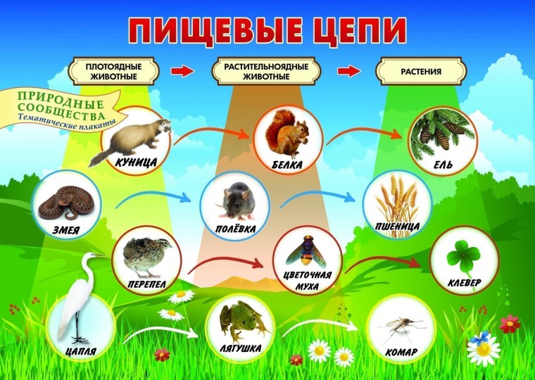 Экологические системы биоценоз