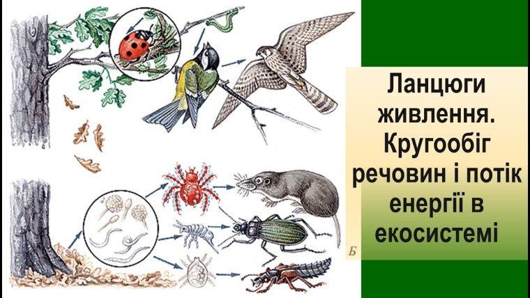 Пищевые Цепочки для дошкольников